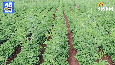 Tur Cultivation