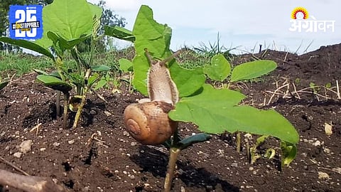Snail Pest