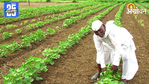 Cotton Sowing