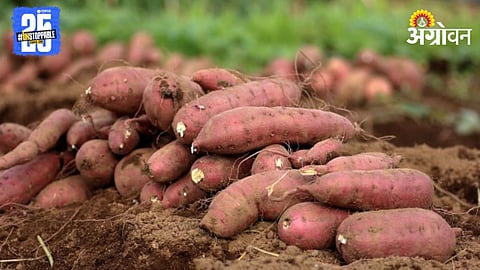 Sweet Potato
