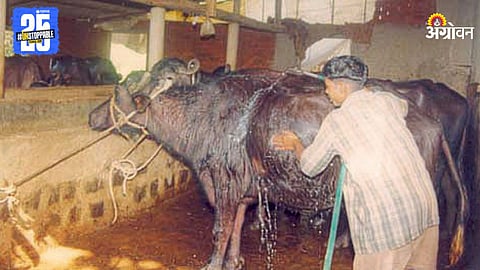 Animal Disease