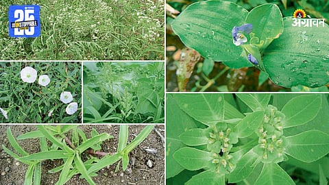 Weed Management