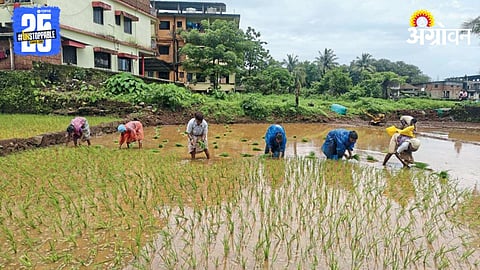 Paddy Farming