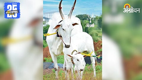 Khilar Bull