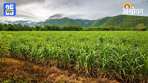 Tannashak In Sugarcane