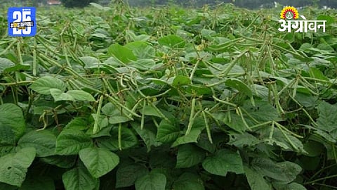Moong Urid Sowing