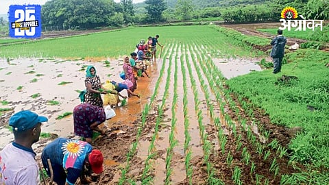 Paddy Plantation 