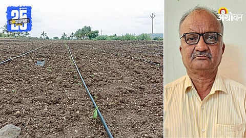 Tur Farming
