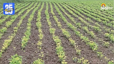 Soybean Crops