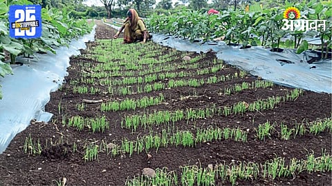 Kharif Sowing 