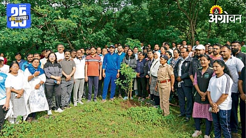 Tree Plantation 