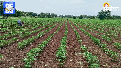 Kharif Sowing 