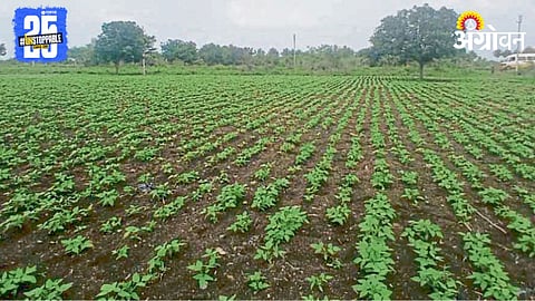 Kharif Sowing 