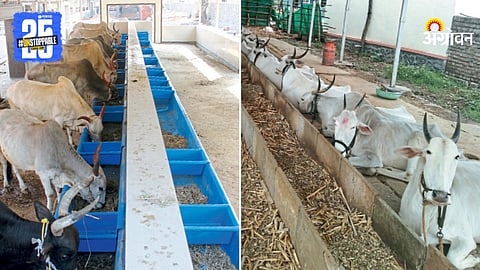 Animal Husbandry