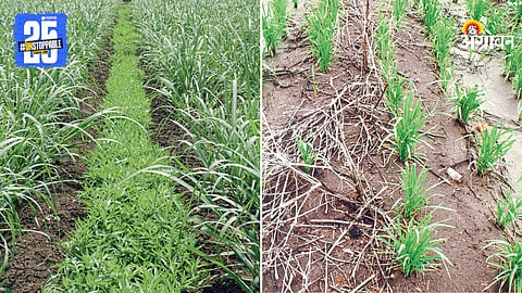 Agriculture