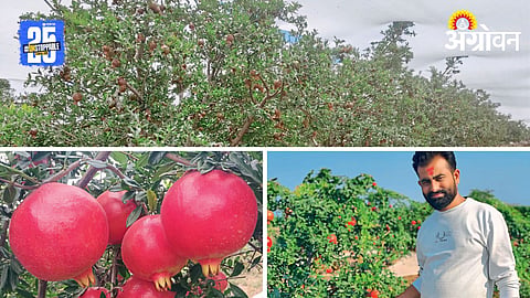 Pomegranate Farming