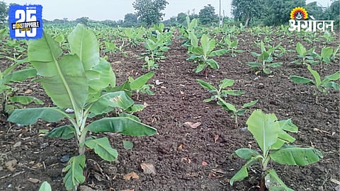 Banana Farming 