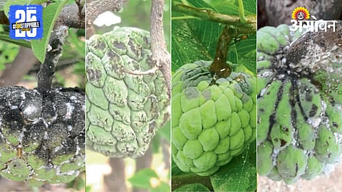 Black Spot On Custard Apple 