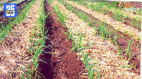 Agriculture