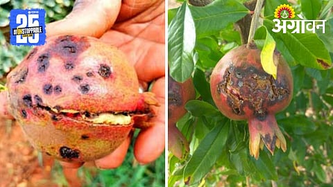Pomegranate Diseases