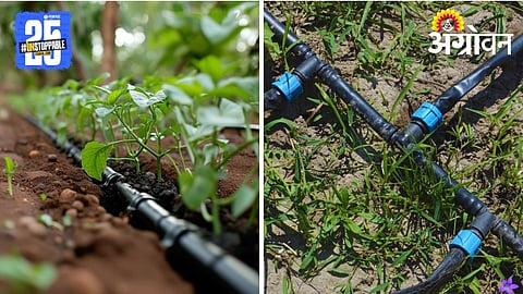 Drip Irrigation