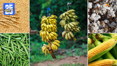 Agriculture Market Products