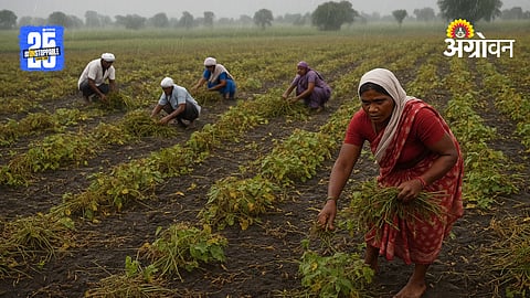 Moong Crop Loss