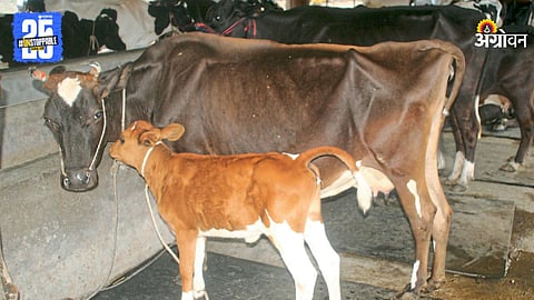 Animal Care