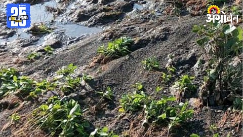 Crop Damage 