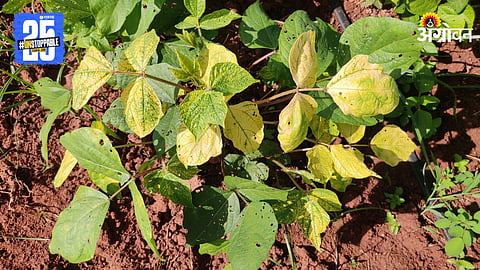 Crop Disease