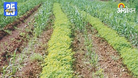 Sugarcane Farming 