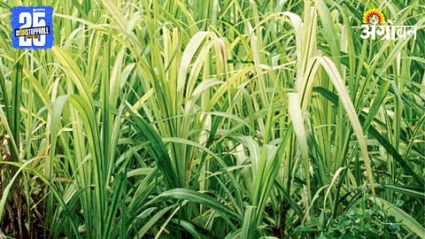 Crop Nutrient Management