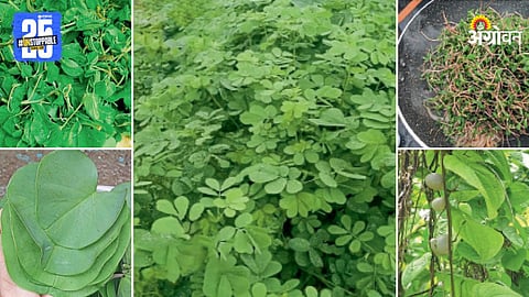 Wild Vegetable