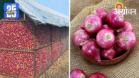 Onion Storage