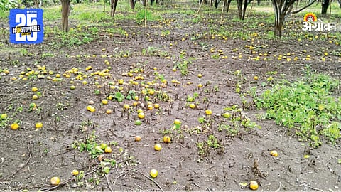 Orange Crop