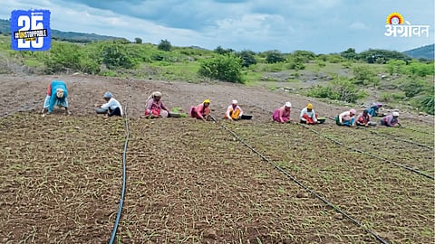 Onion Farming