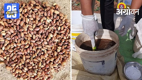 Neem Kernal Extract