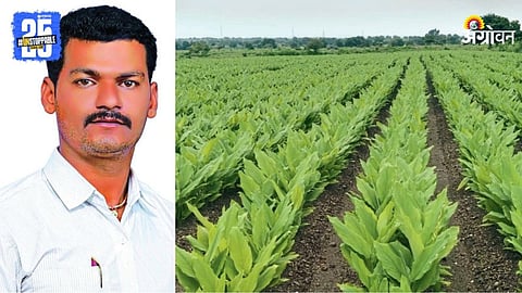 Turmeric Farming