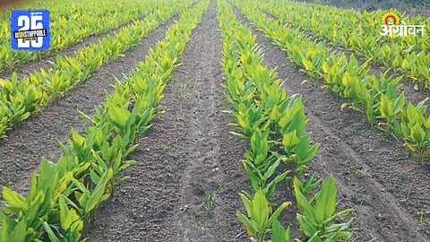 Turmeric Farming