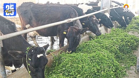 Animal Husbandry