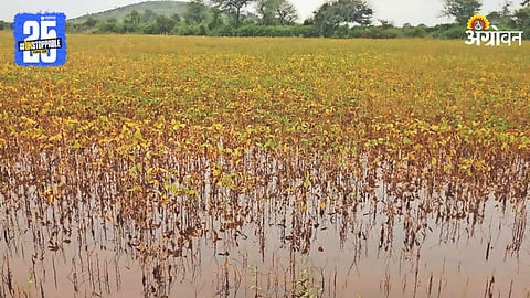 Urad Crop