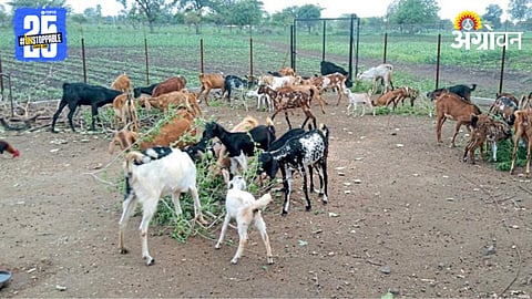 Goat-Sheep Disease 