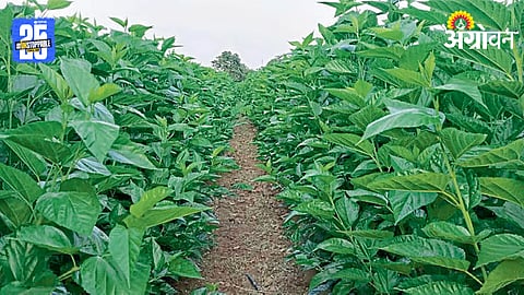 Tuti Cultivation