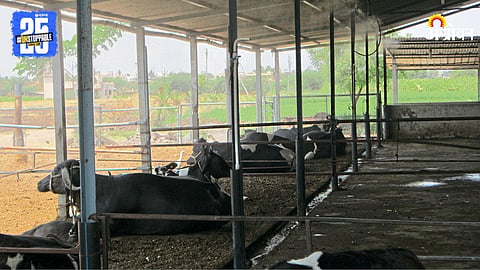 Animal Shed