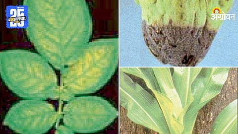 Crop Nutrients