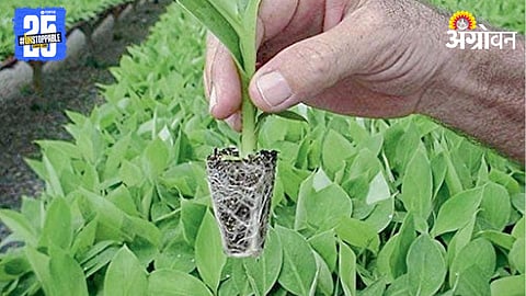 Banana Farming 