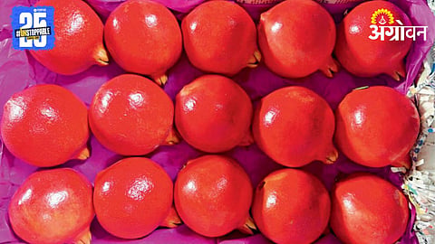 Pomegranate 
