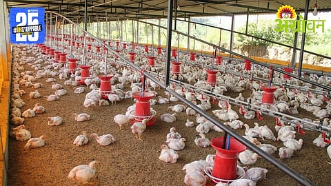 Poultry Shed