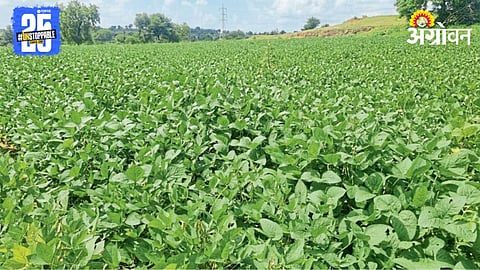 Soybean Crop 