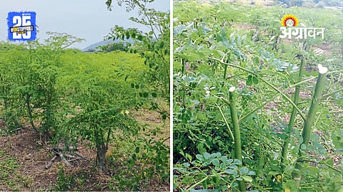 Shevaga Farming